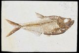 Diplomystus Fossil Fish - Wyoming #95623-1